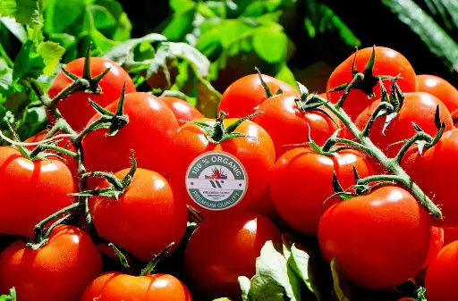 [Cherry Tomato- 1] Organic Cherry Tomatoes