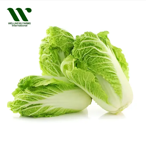[China Cabbage- 1] Organic China Cabbage